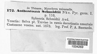 Anthostoma melanotes image